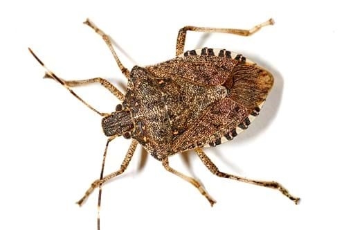 How to get rid of stink bugs